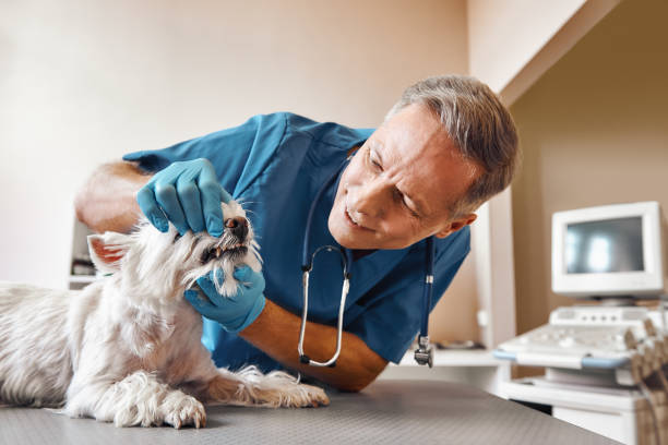 Best 24-Hour Emergency Dentist in Ste Genevieve, MO
